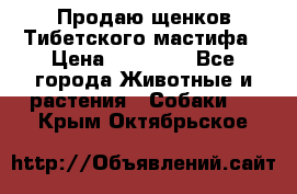 Продаю щенков Тибетского мастифа › Цена ­ 45 000 - Все города Животные и растения » Собаки   . Крым,Октябрьское